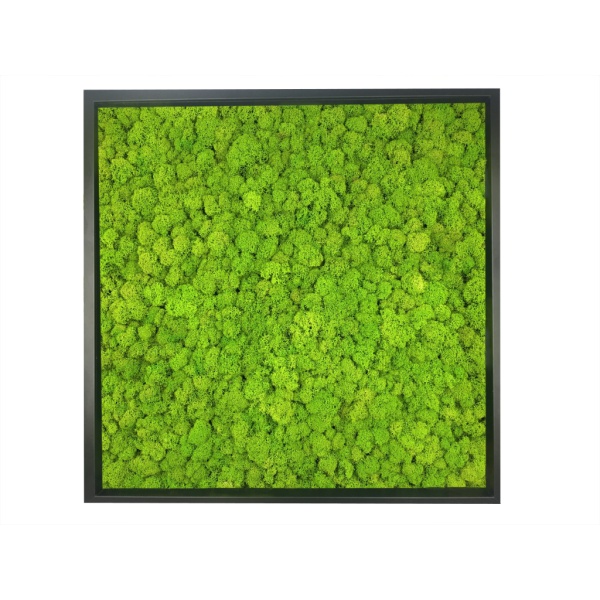 Framed Moss Painting -  Moss Wall Art made of Preserved Finnish Reindeer Moss, Spring green Color  in a 52x52cm Black wooden frame